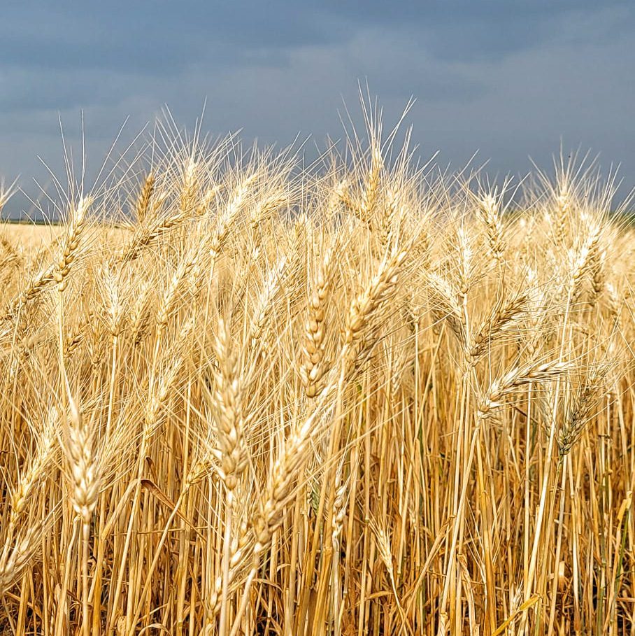 Veet harvesting